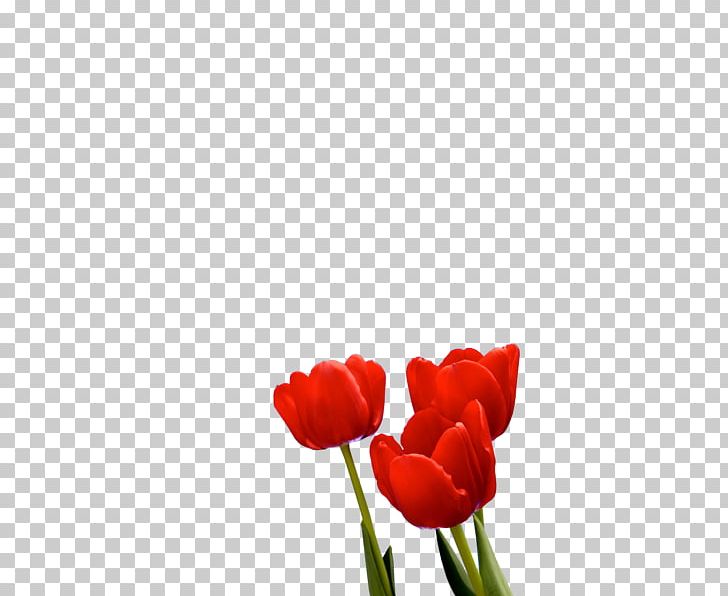 Tulip Esfahlan Khosrowshah PNG, Clipart, Blog, Coquelicot, Cut Flowers, Download, East Azerbaijan Province Free PNG Download