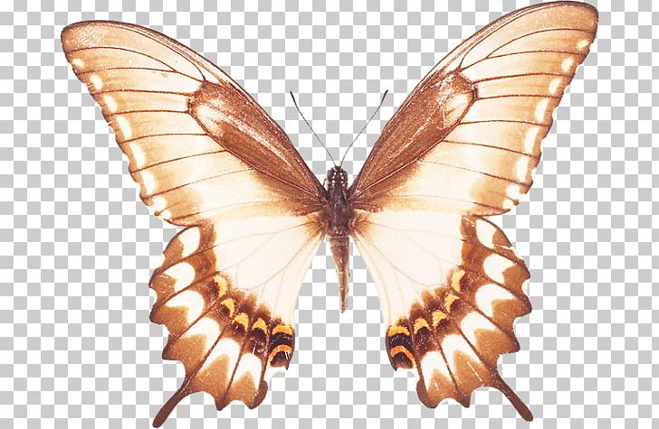 Butterfly Gardening Wall Decal Decorative Arts PNG, Clipart, Art, Arthropod, Artist, Bombycidae, Brush Footed Butterfly Free PNG Download