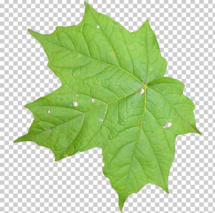 Leaf Texture Mapping Vine PNG, Clipart, Computer Icons, Desktop Wallpaper, Display Resolution, Leaf, Maple Leaf Free PNG Download