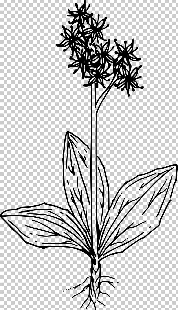 Rockfoils Swamp Saxifraga Cespitosa PNG, Clipart, Artwork, Black And White, Branch, Flora, Flower Free PNG Download