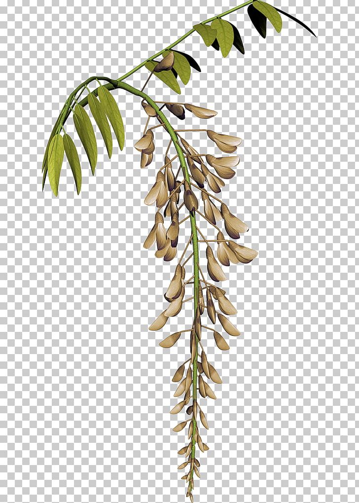 Flower Plant Stem Raceme Tamarind PNG, Clipart, Branch, Flower, Leaf, Nature, Plant Free PNG Download
