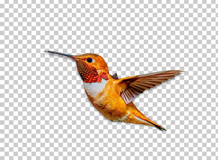 Hummingbird M Beak Wing Feather PNG, Clipart, Animals, Beak, Bird, Fauna, Feather Free PNG Download