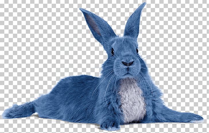 Ice Cream Sundae Holland Lop Rabbit PNG, Clipart, All City Ice Cream, Cream, Domestic Rabbit, Food Drinks, Fur Free PNG Download