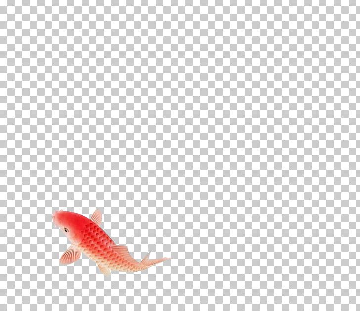 Koi PNG, Clipart, Adobe Illustrator, Animals, Common Carp, Download, Encapsulated Postscript Free PNG Download