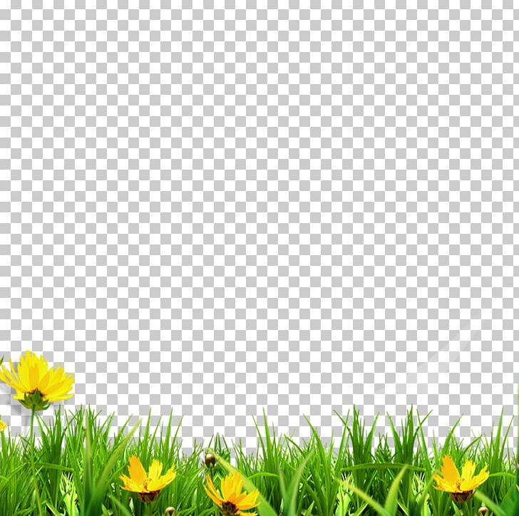 Computer Wallpaper Grass Lawn PNG, Clipart, Clip Art, Computer Software, Computer Wallpaper, Daisy, Decorative Patterns Free PNG Download