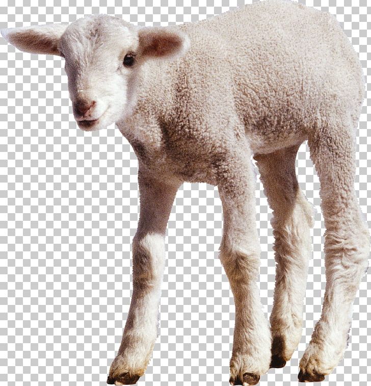 Sheep Cattle PNG, Clipart, Animals, Cattle, Cattle Like Mammal, Cow Goat Family, Dots Per Inch Free PNG Download