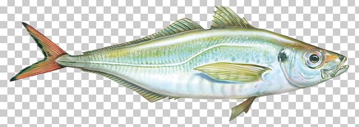 True Tunas Sardine Fish Products Bony Fishes Perch PNG, Clipart, Animal Figure, Animals, Bonito, Bony Fish, Bony Fishes Free PNG Download