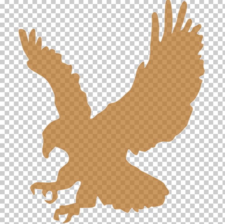 Bald Eagle Png, Clipart, Animals, Art, Asset, Bald Eagle, Beak Free Png 