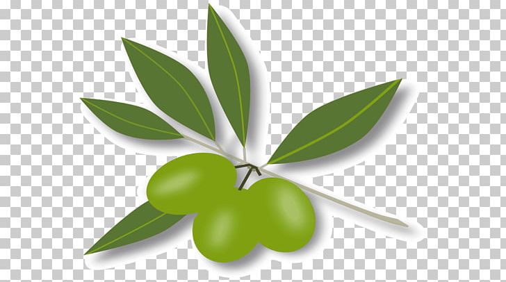 Fruit Leaf PNG, Clipart, Fruit, Leaf, Olive, Plant, Royaltyfree Free PNG Download
