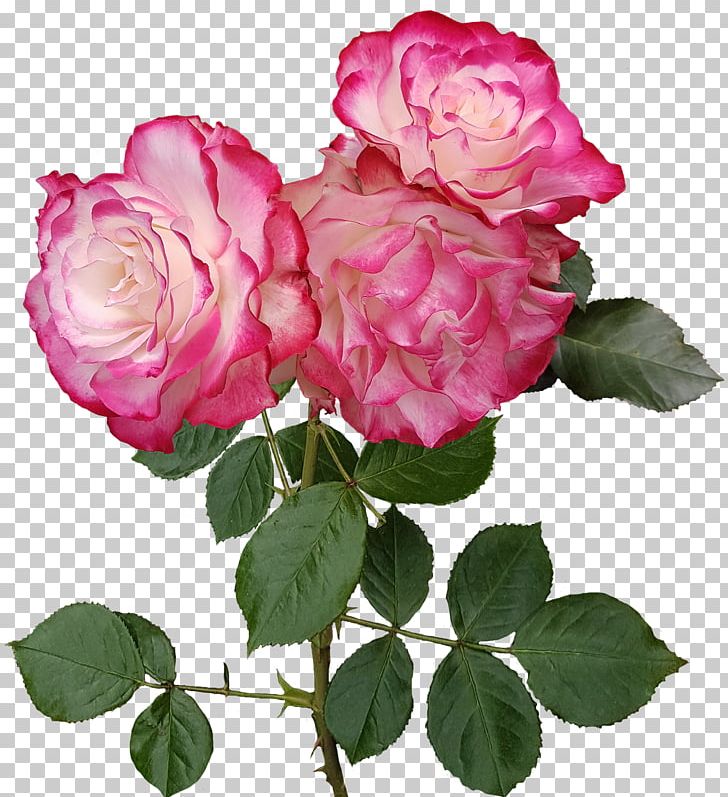 Garden Roses Flower Centifolia Roses Floristry PNG, Clipart, Centifolia Roses, Clipart, Floribunda, Floristry, Flower Free PNG Download