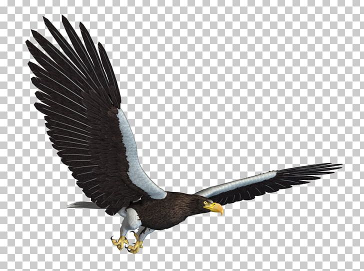Bald Eagle Bird Flight PNG, Clipart, 3d Computer Graphics, Accipitriformes, Animals, Bald Eagle, Beak Free PNG Download