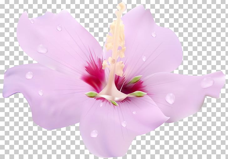 Flower Hibiscus PNG, Clipart, Alyogyne Huegelii, Color, Computer Icons, Cut Flowers, Desktop Wallpaper Free PNG Download
