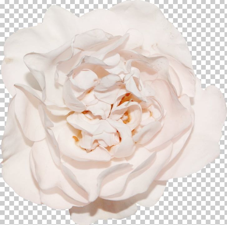 Garden Roses Cabbage Rose Google S Floribunda PNG