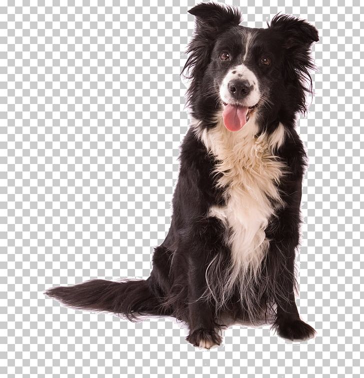 Dog Daycare Pet Puppy Kennel PNG, Clipart, Animal, Animal Rescue Group, Animals, Border Collie, Carnivoran Free PNG Download