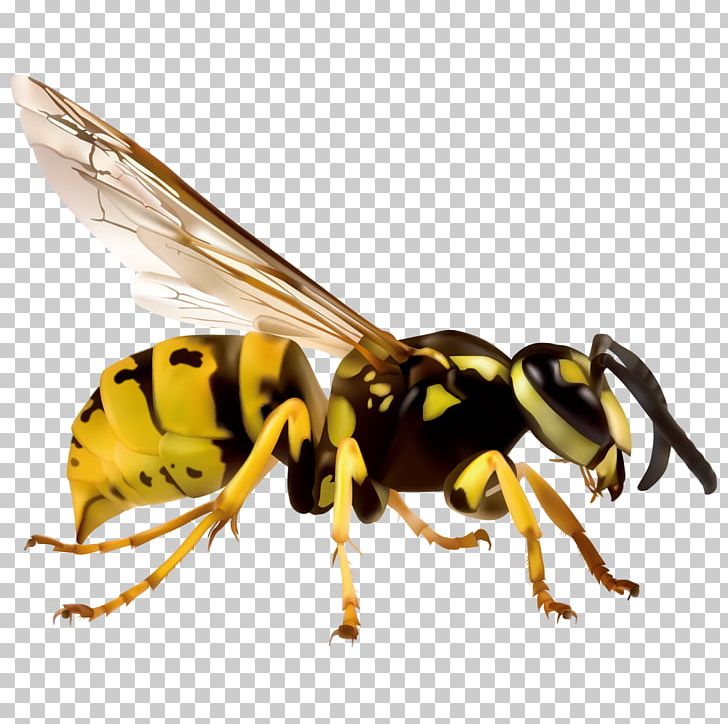 Japanese Giant Hornet European Hornet Vespa Simillima PNG, Clipart, Animals, Balloon Cartoon, Bee, Boy Cartoon, Bumblebee Free PNG Download