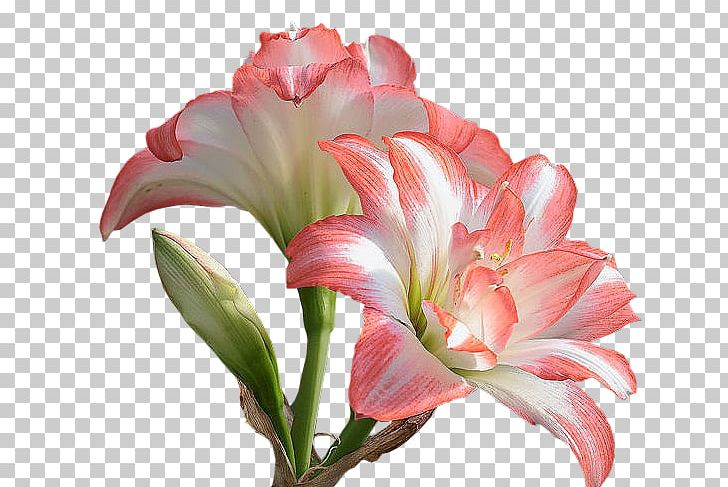 Desktop Flower PNG, Clipart, 720p, Aime, Amaryllis Belladonna, Amaryllis Family, Cut Flowers Free PNG Download