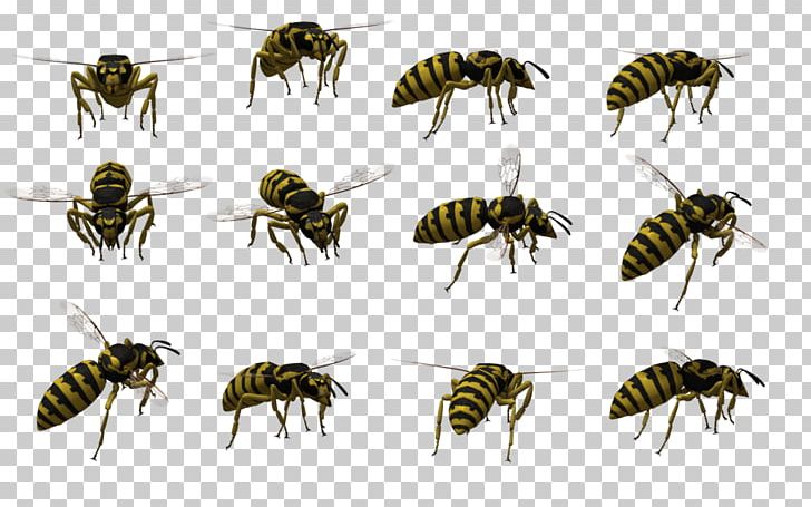 Honey Bee Insect Flight Wasp PNG, Clipart, Arthropod, Bee, Bee Removal, Deviantart, Download Free PNG Download