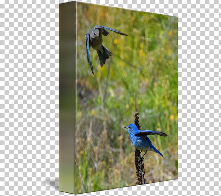 Mountain Bluebird Work Of Art Fine Art PNG, Clipart, Art, Beak, Bird, Bluebird, Bluebirds Free PNG Download