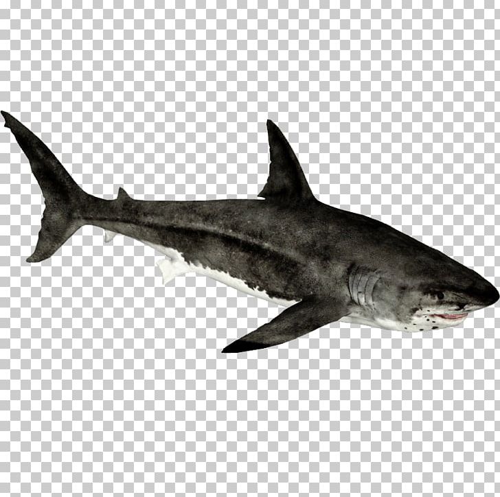 Zoo Tycoon 2 Requiem Shark Hammerhead Shark Lamnidae Great White Shark PNG, Clipart, Animal, Animals, Carcharhiniformes, Cartilaginous Fish, Chondrichthyes Free PNG Download