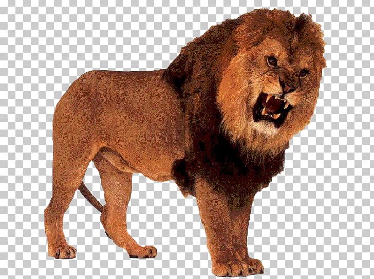 Drakenstein Lion Park Cougar Roar Cat PNG, Clipart,  Free PNG Download