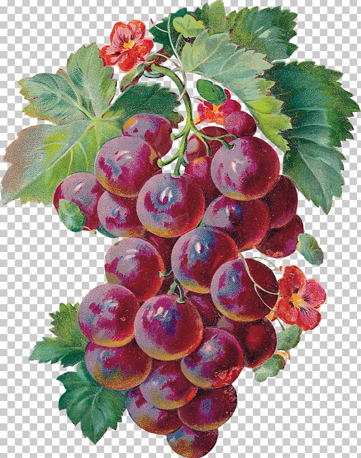 Grape Animation Tenor Giphy PNG, Clipart, Animation, Berry, Boysenberry, Currant, Flowering Plant Free PNG Download