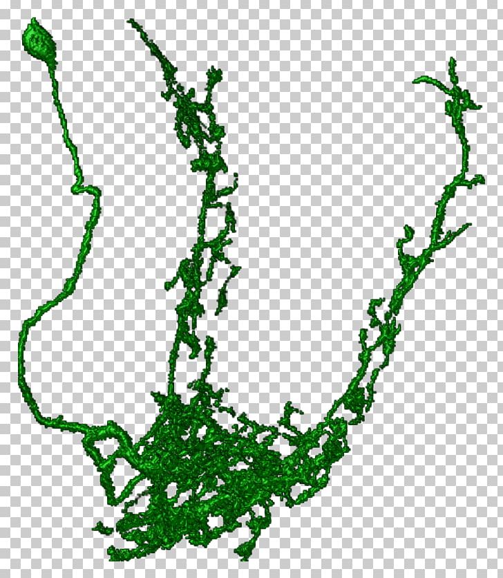 Line Point Leaf Plant Stem PNG, Clipart, Art, Branch, Branching, Flora, Grass Free PNG Download