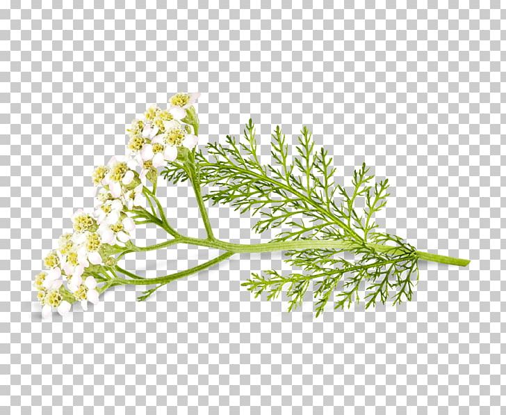 Yarrows Sweet Cicely Herb Bad Heilbrunner Naturheilmittel GmbH & Co. KG Fennel PNG, Clipart, Achillea Millefolium, Blood, Branch, Cicely, Drawing Free PNG Download
