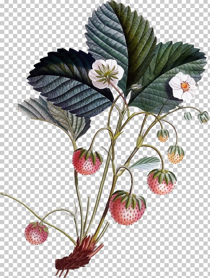Botany Botanical Illustration Strawberry PNG, Clipart, Art, Botanical Illustration, Botany, Clip Art, Drawing Free PNG Download