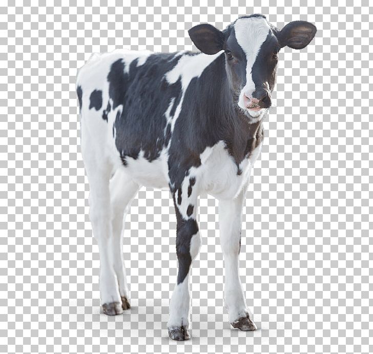 Calf Angus Cattle Milk Dairy Cattle PNG, Clipart, Angus Cattle, Animal Feed, Bull, Calf, Cattle Free PNG Download