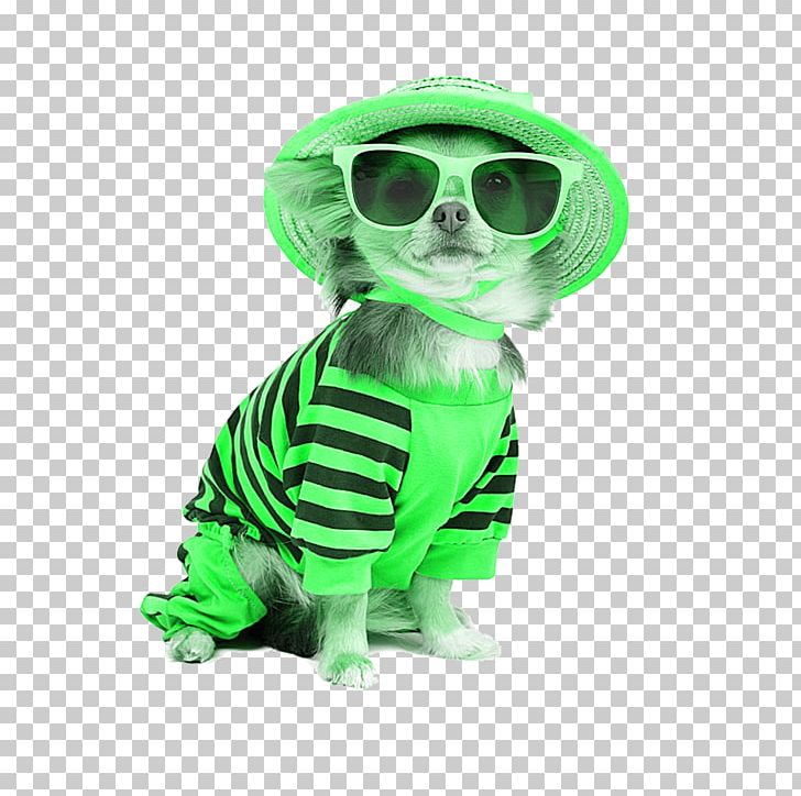 Chihuahua T-shirt Puppy Pet Dogs Fashion PNG, Clipart, Animals, Background Green, Bespectacled, Clothing, Collar Free PNG Download
