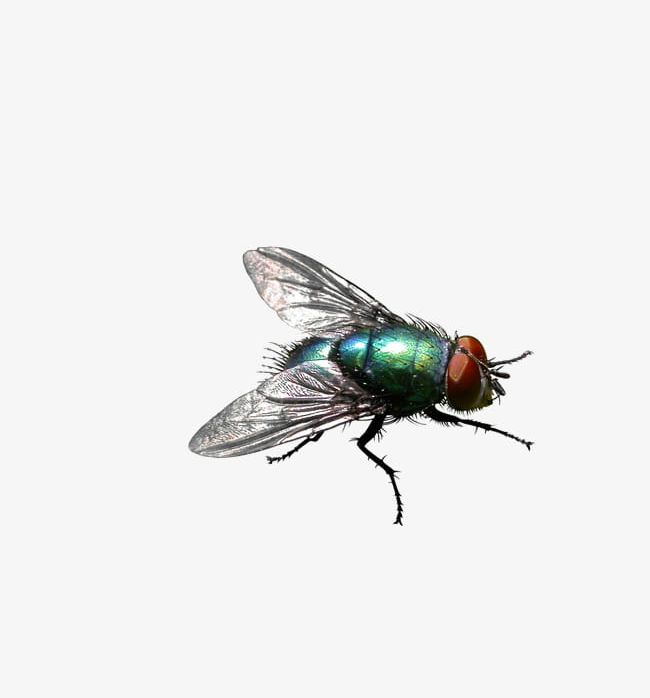Green Flies PNG, Clipart, Animal, Flies Clipart, Fly, Green Clipart, Insect Free PNG Download