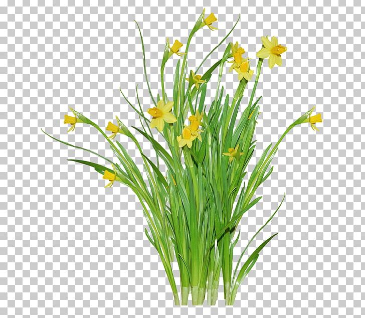 Jonquille Flower Daffodil PNG, Clipart, Artificial Flower, Cut Flowers, Daffodil, Floraison, Floral Design Free PNG Download