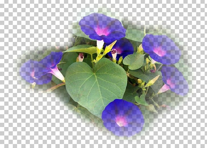 Morning-glories Annual Plant Petal Morning Glory Flowerpot PNG, Clipart, Annual Plant, Blue, Cicek, Cicekler, Cicek Resimleri Free PNG Download