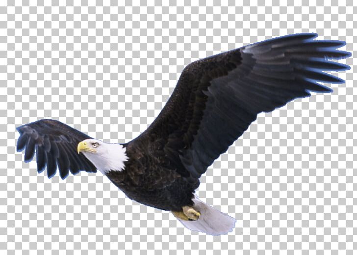Neversink Reservoir Bald Eagle Bradley Bird PNG, Clipart, Accipitriformes, Alpha Nu Omega, Animals, Bald Eagle, Beak Free PNG Download