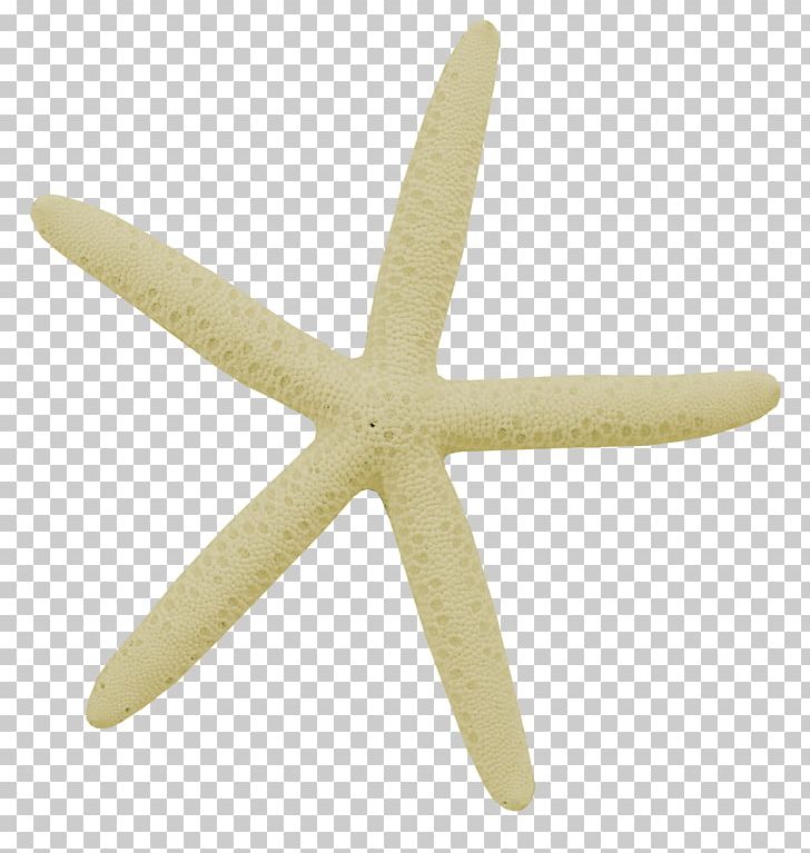 Starfish Seashell Beach PNG, Clipart, Animals, Beach, Black And White, Clip Art, Color Free PNG Download