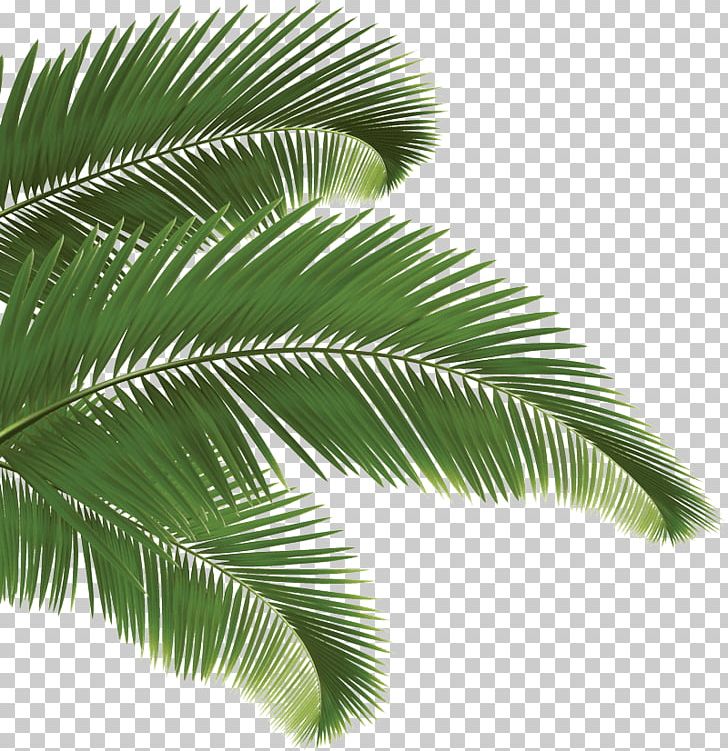 Arecaceae Palm Branch PNG, Clipart, Arecaceae, Arecales, Attalea Speciosa, Borassus Flabellifer, Can Stock Photo Free PNG Download
