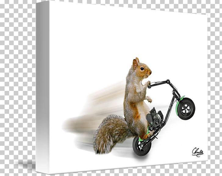 Chipmunk Squirrel 02021 PNG, Clipart, 02021, Animals, Chipmunk, Fauna, Mammal Free PNG Download