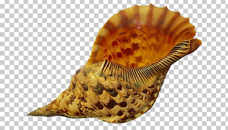 Seashell Conch Sand PNG, Clipart, Beach, Cartoon Conch, Conch, Conch Blowing, Conchology Free PNG Download