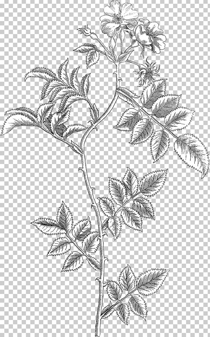 Twig Leaf Plant Stem Line Art Sketch PNG, Clipart, Artwork, Black And White, Branch, Drawing, Flora Free PNG Download