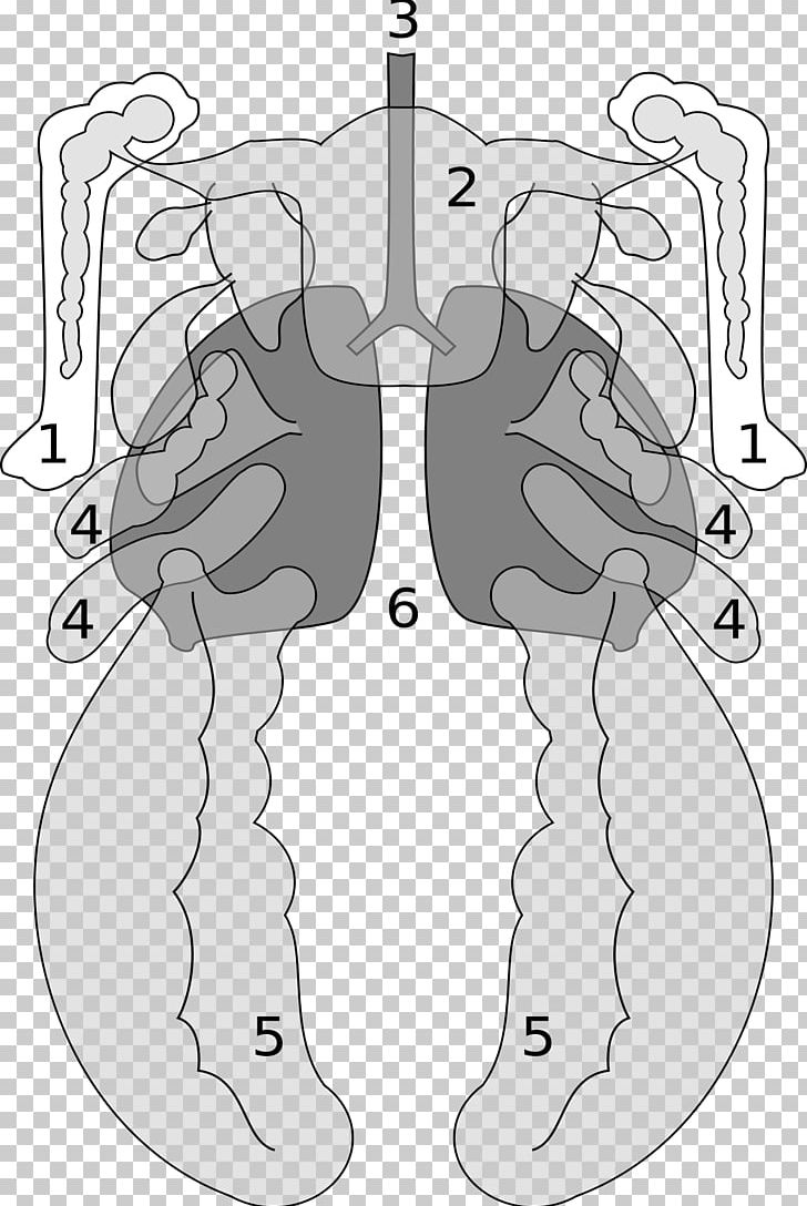 Bird Anatomy Vertebrate Luftsack Lung PNG, Clipart, Air Sacs, Angle, Animals, Arm, Art Free PNG Download