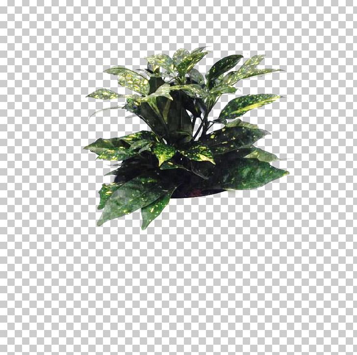 Flowerpot Leaf Houseplant Tree PNG, Clipart, Evergreen, Flowerpot, Houseplant, Leaf, Neozephyrus Japonica Free PNG Download