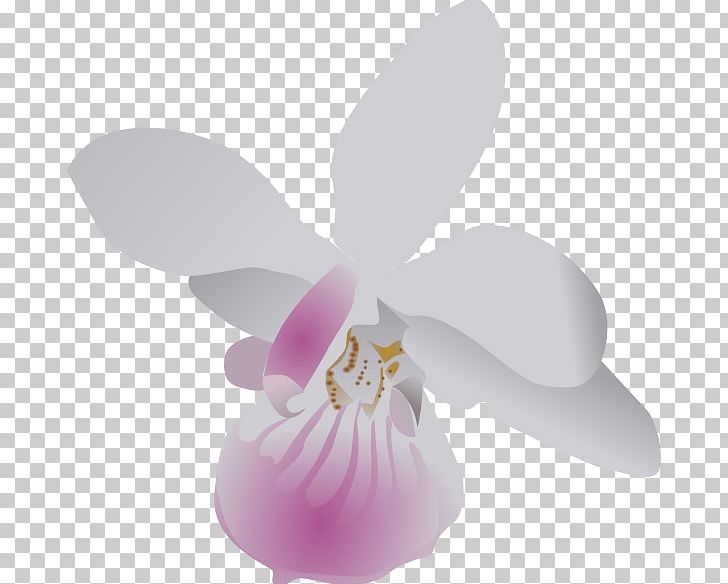 Orchids Free Content PNG, Clipart, Cattleya, Columbian Orchid Cliparts, Drawing, Flower, Flowering Plant Free PNG Download