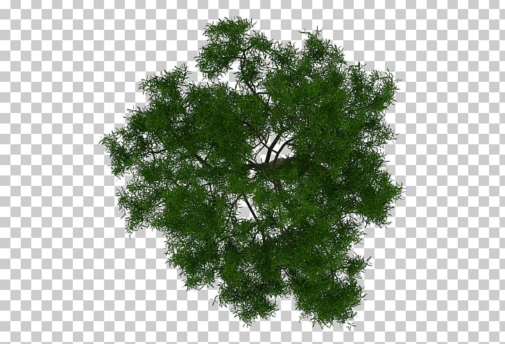Tree Architecture Plant Project PNG, Clipart, Architectural Engineering, Architecture, Branch, Building, Coast Redwood Free PNG Download