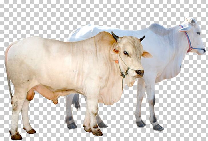 Limousin Cattle Simmental Cattle Beef Cattle Goat Qurbani PNG, Clipart, Animal Figure, Animals, Animal Slaughter, Aqiqah, Calf Free PNG Download
