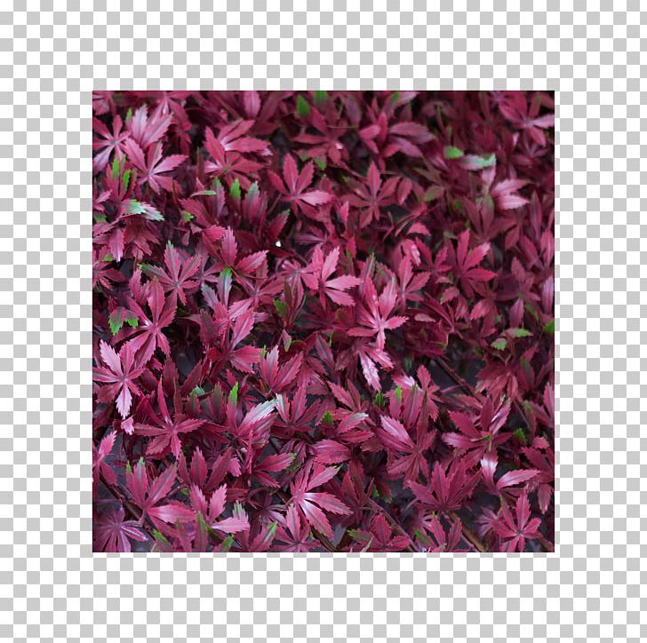 Petal Groundcover Pink M Shrub PNG, Clipart, Cannabis, Flower, Groundcover, Indica, Magenta Free PNG Download