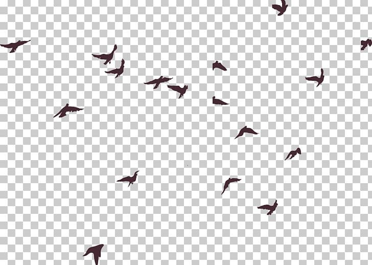 Bird Silhouette PNG, Clipart, Adobe Illustrator, Angle, Animals, Asuka, Background Free PNG Download