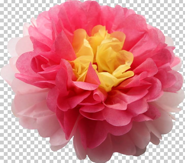 Cabbage Rose Pom-pom Pink Yellow Flower PNG, Clipart, Artificial Flower, Cut Flowers, Dahlia, Dress, Flower Free PNG Download