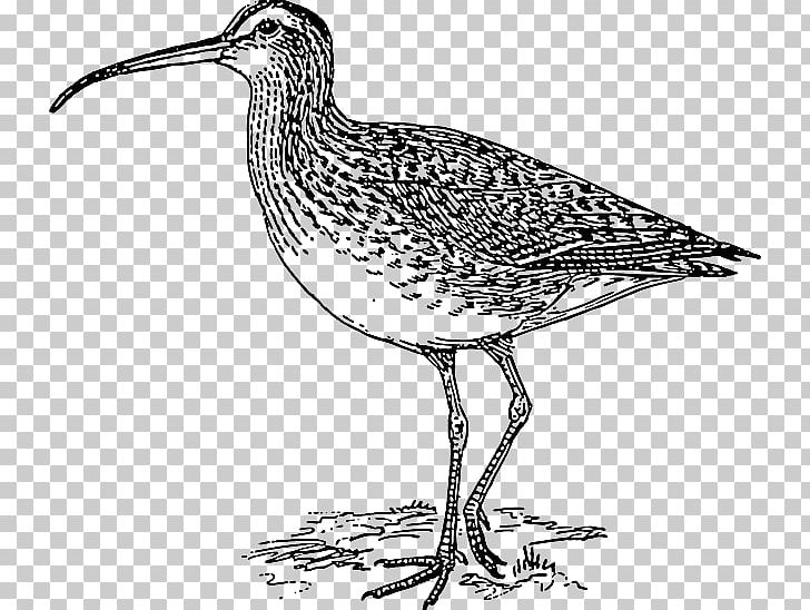 Eurasian Curlew Long-billed Curlew Far Eastern Curlew Bird PNG, Clipart, Beak, Bird, Black And White, Bristlethighed Curlew, Charadriiformes Free PNG Download