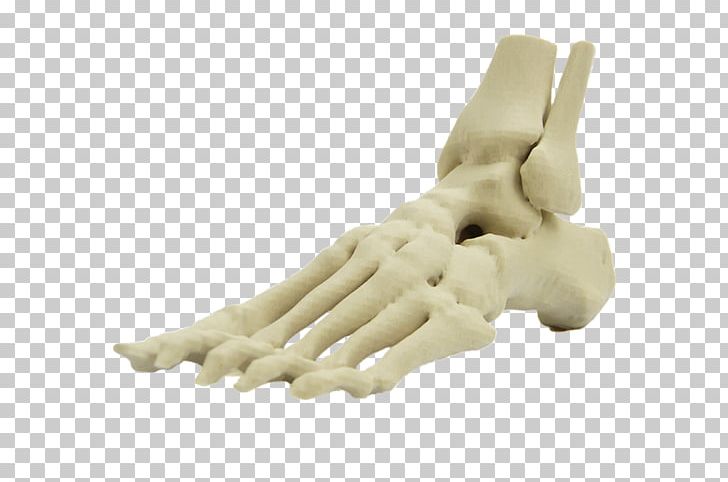 Foot Human Skeleton Anatomy Human Body Finger PNG, Clipart,  Free PNG Download