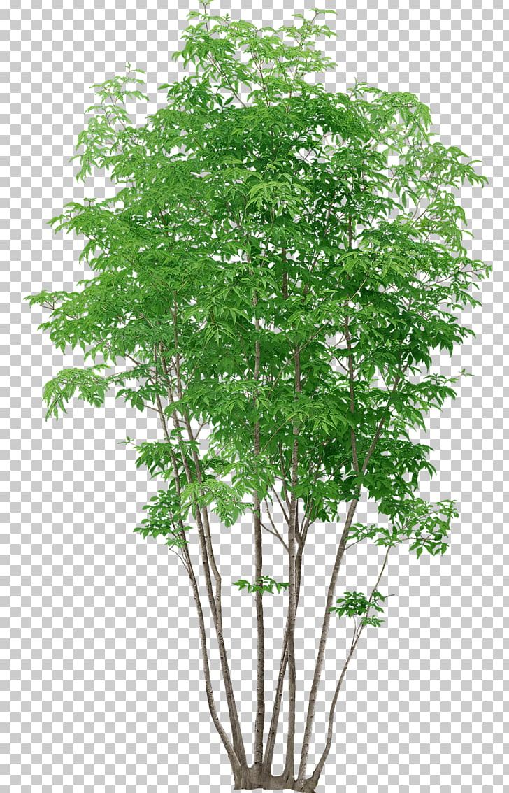 Populus Nigra Tree Plant PNG, Clipart, 3d Computer Graphics, Branch, Cottonwood, Evergreen, Flowerpot Free PNG Download